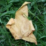 Life lessons – from a 6 year old and a leaf!
